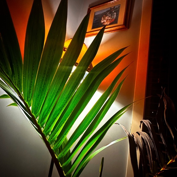 Meet your Posher, Tricia - Picture 2 of 4